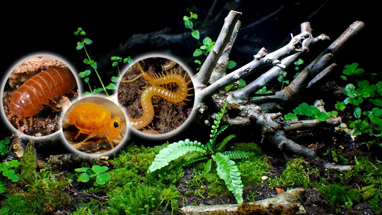 Exploring My LARGEST Ecosystem │ Large Woodland Terrarium - 1 Month Update!