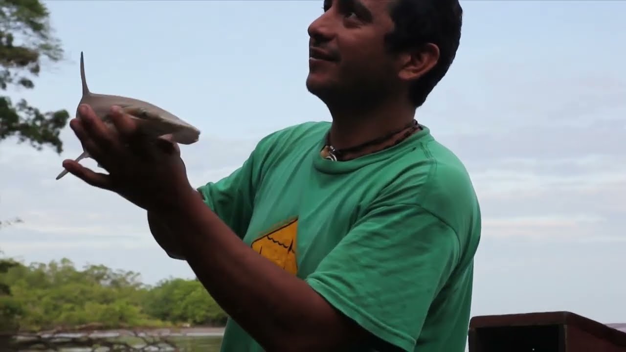 02 | Costa Rica : prédateurs marins en danger