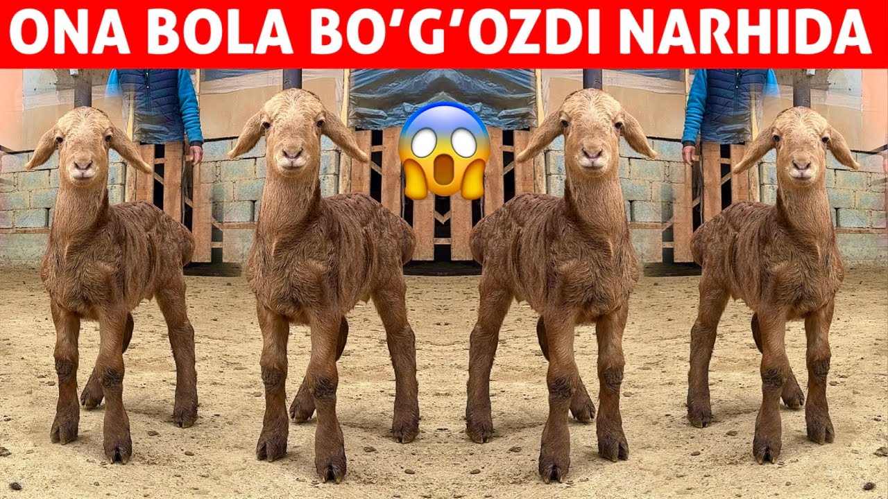 4.500 DAN 😱 EGIZAKCHI ONA BOLA QO‘YLAR BO‘GO‘ZDI NARHIDA SHOK!