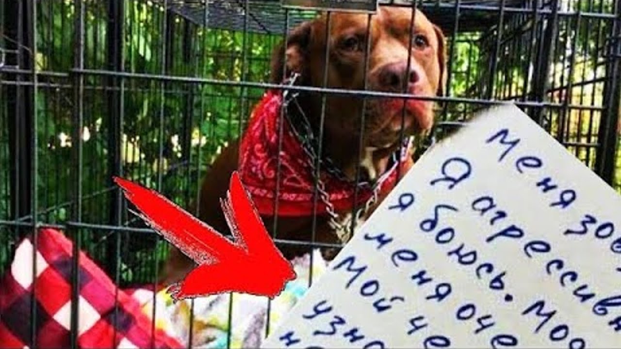 Его оставили у двери приюта. Там же была записка, содержание которой просто разбивает сердце!