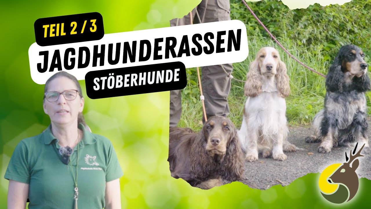 Jagdhunderassen - Stöberhunde Teil 2/3 (Wissen für die Jagdprüfung)