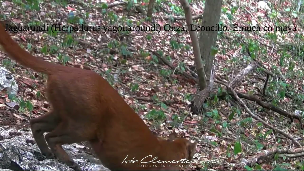 🍂Jaguarundis en Yucatán🍂