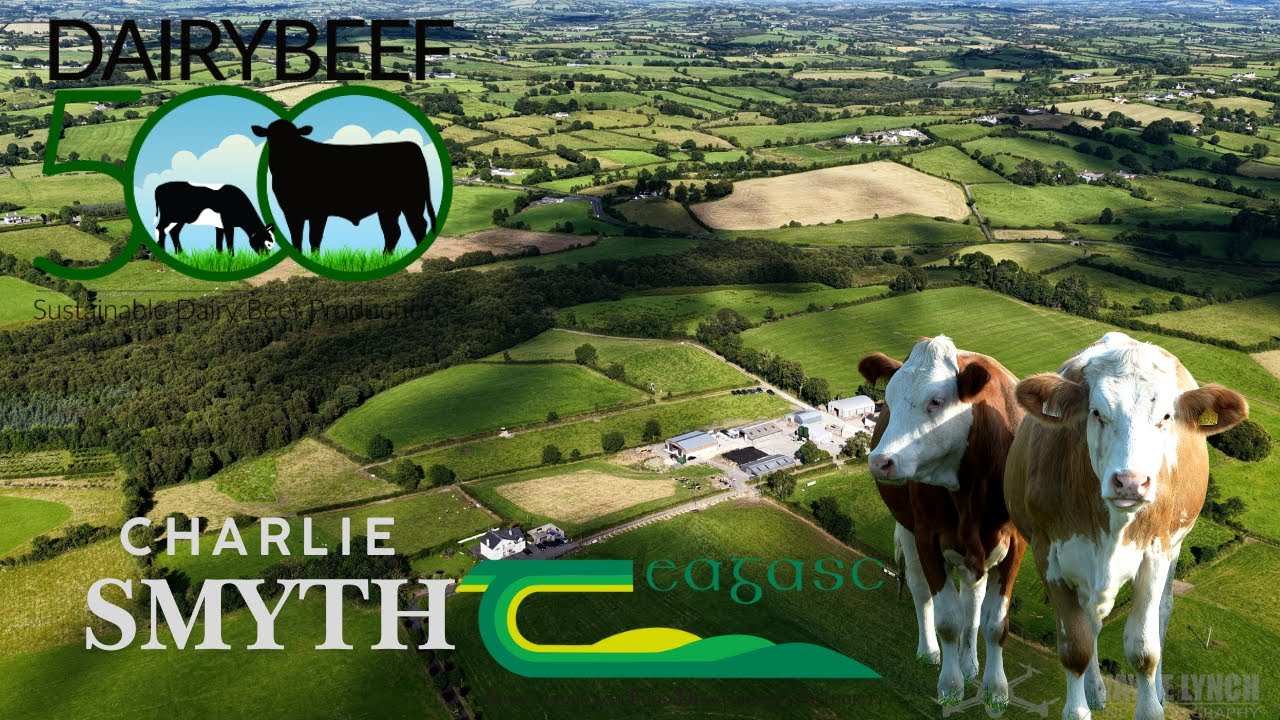 Прогулка по ферме Чарли Смита в рамках DairyBeef 500 при поддержке Teagasc