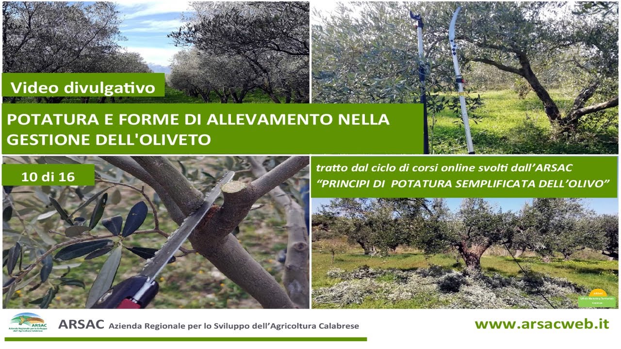 10. Potatura e forme di allevamento nella gestione dell'oliveto -  potatura semplificata dell'olivo