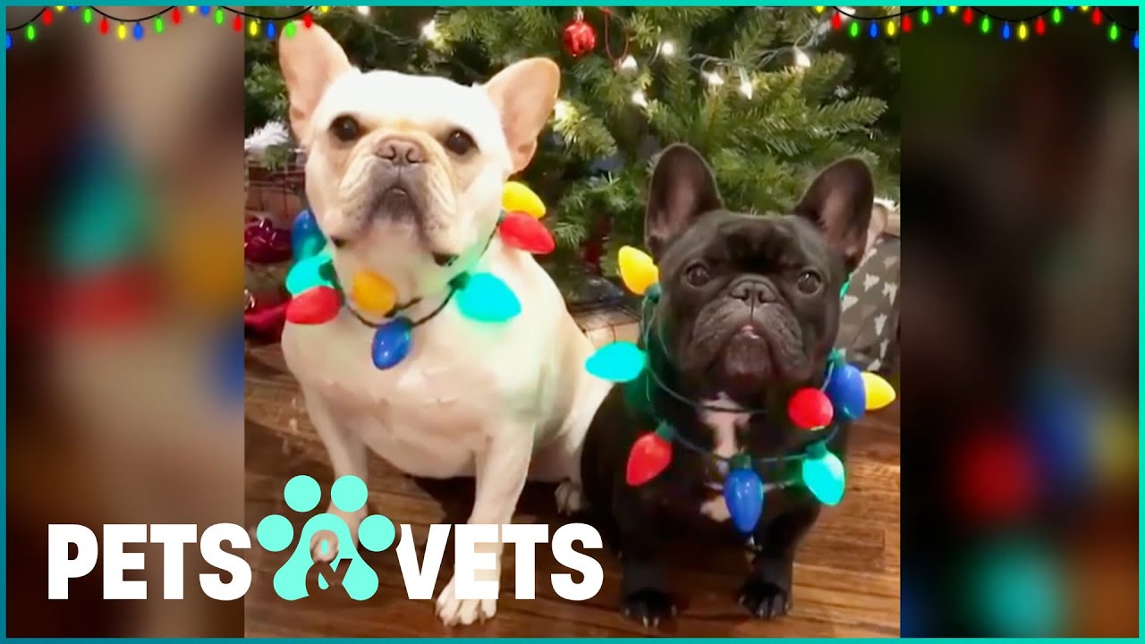 The FUNNIEST Pets of Christmas! 😂 (Dogs, Cats, & More!)