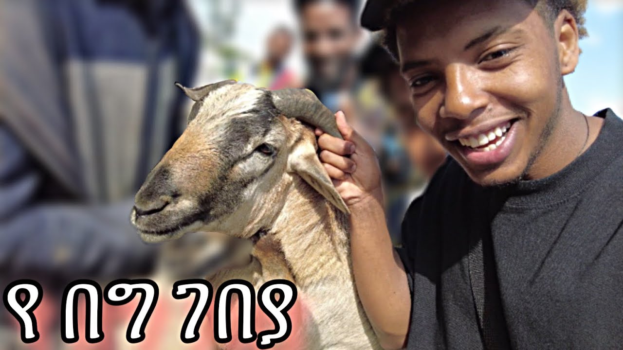 የ በግ 🐏 ገበያ በ አዲስ አበባ ይህንን ይመስላል | funny 😆 edition 💀