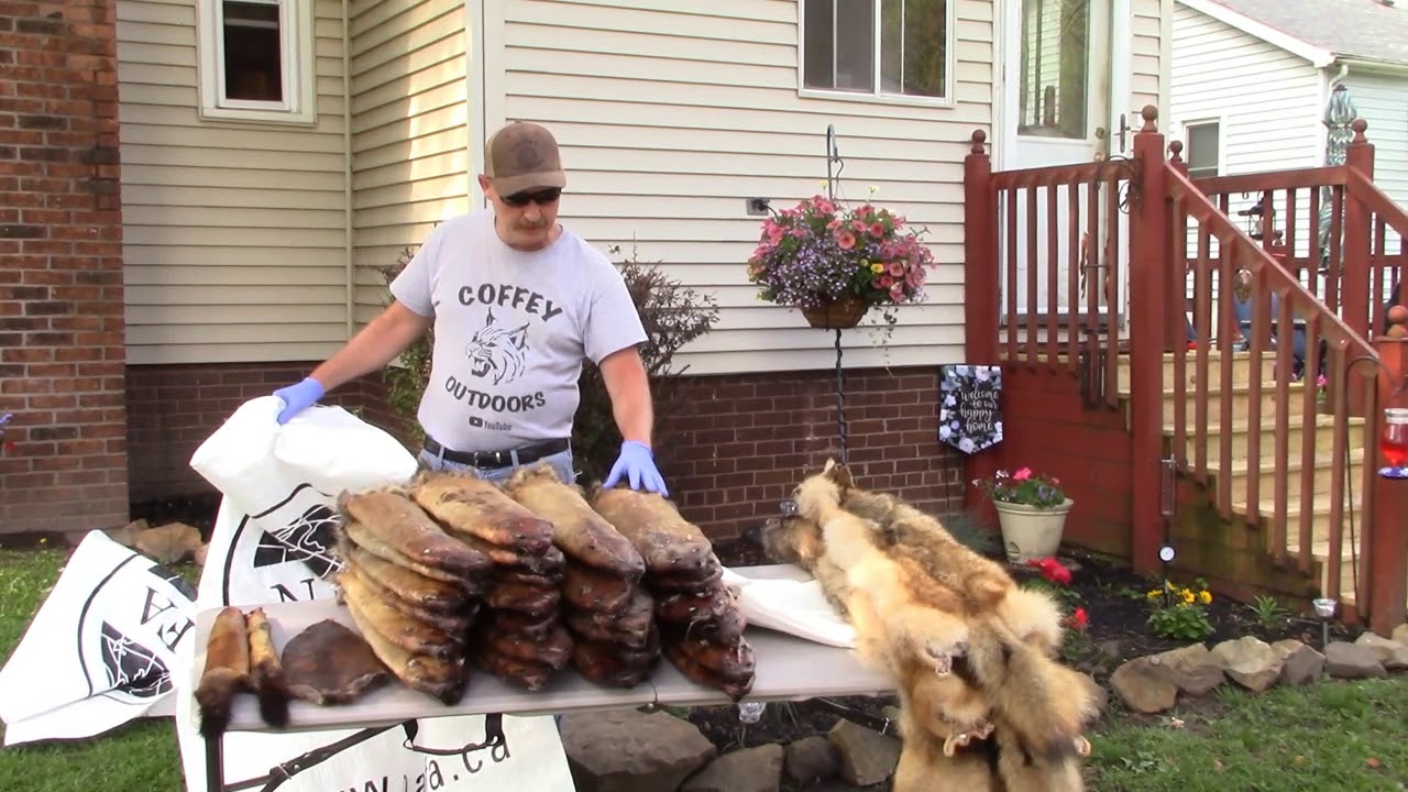 Bagging our Furs to ship Fur Harvesters Auctions