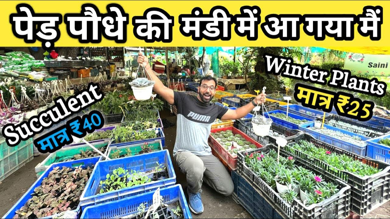पेड़ पौधे की मंडी में आ गया मैं  | Buy Succulent & Winter Plants At Wholesale Cheap Price