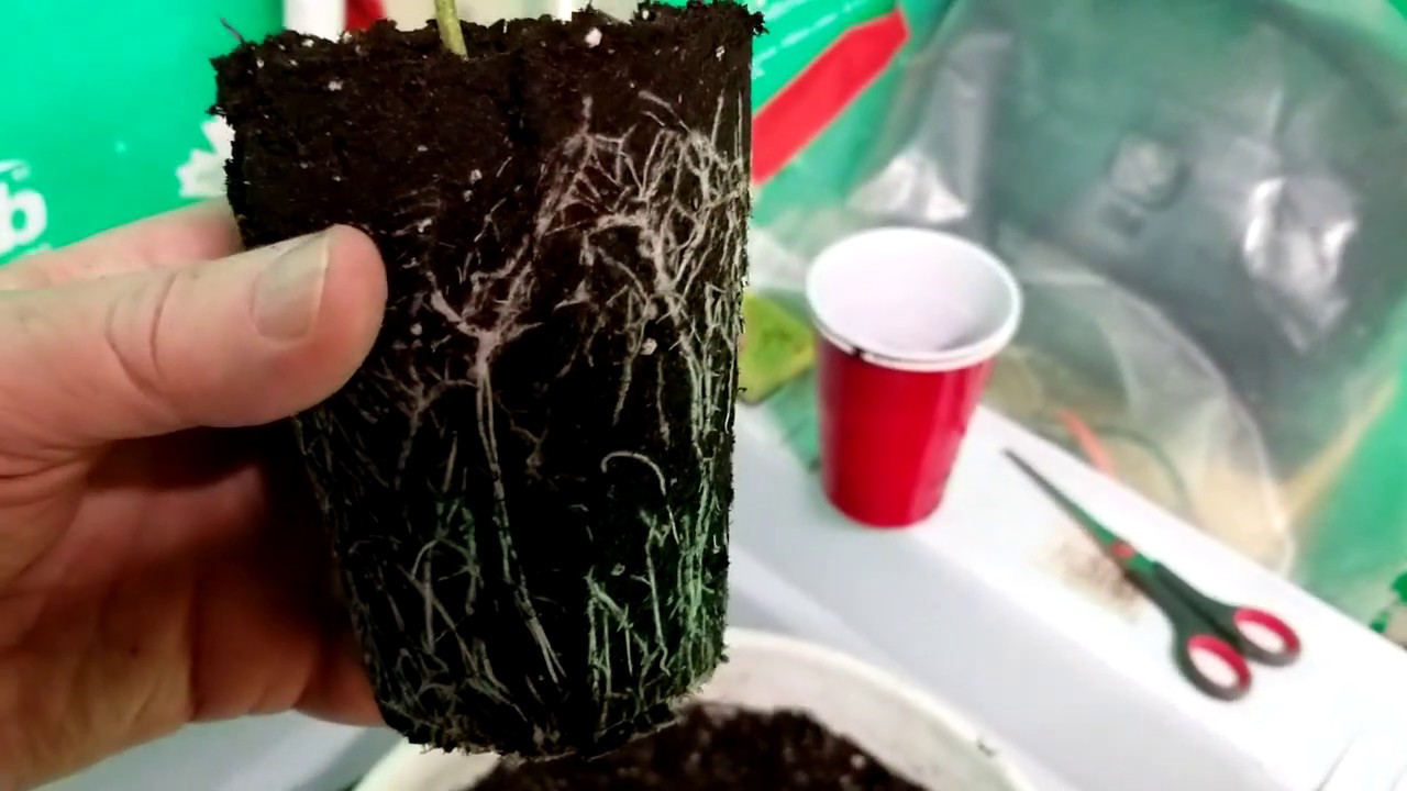 A Trick for No-Stress Transplanting of Cannabis Seedlings