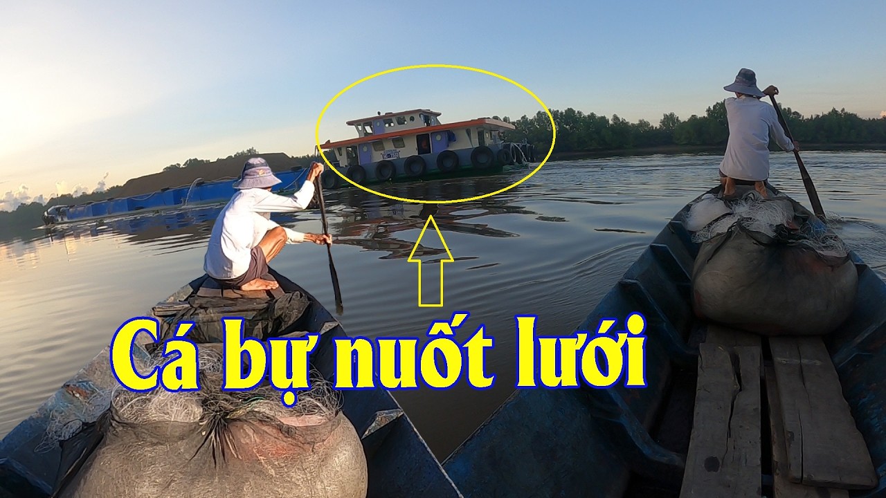 Buổi chiều xách lưới đi giăng gặp cá bự quá đã | Góc Miền Tây #598