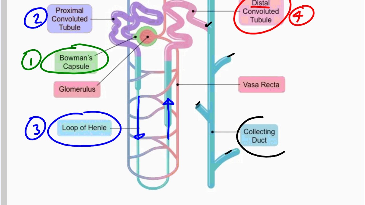 Mr. Walker's Biology 20: Excretory System