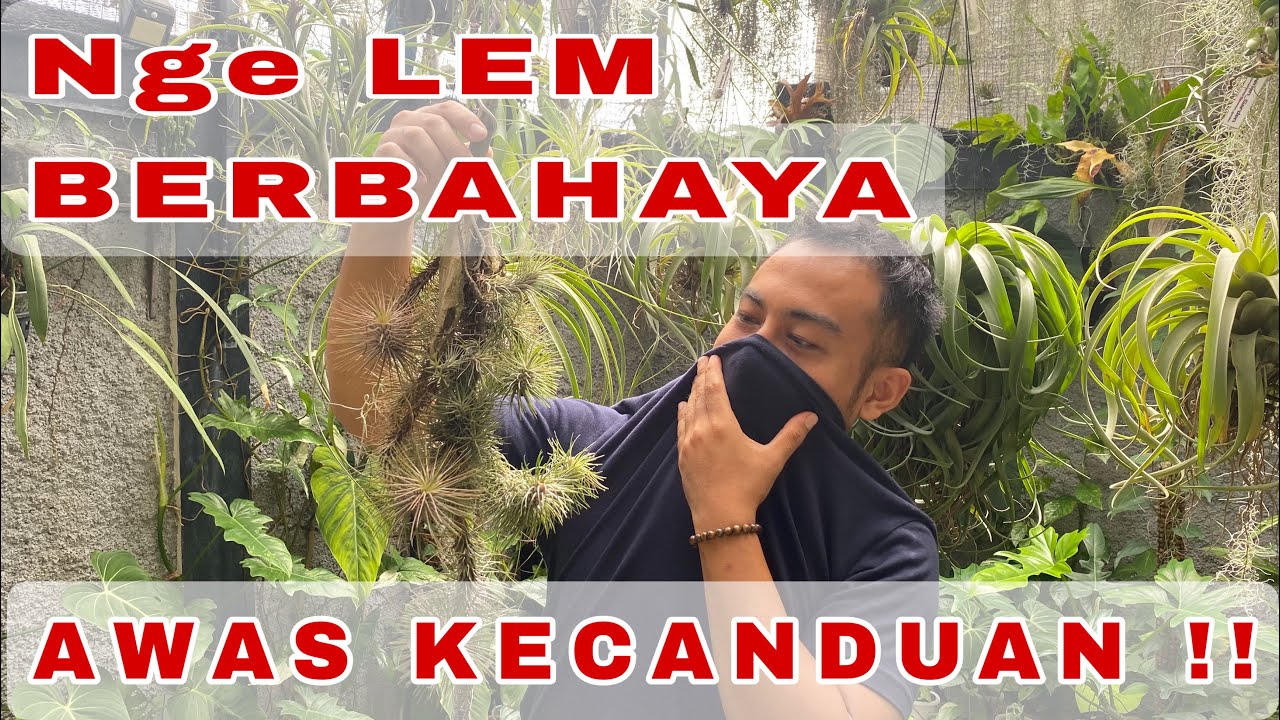 TILLANDSIA | CARA MENEMPELKAN TILLANDSIA KE MEDIA agar terlihat Cantik! #tillandsia #airplants