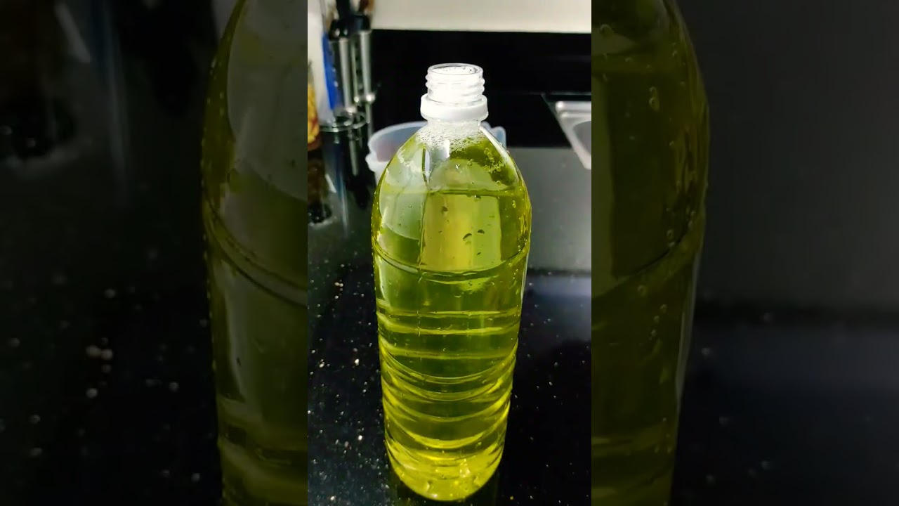 YELLOW CROWNED AMAZON PARROT UMINOM NG LC -VIT MULTIVITAMINS LYSINE