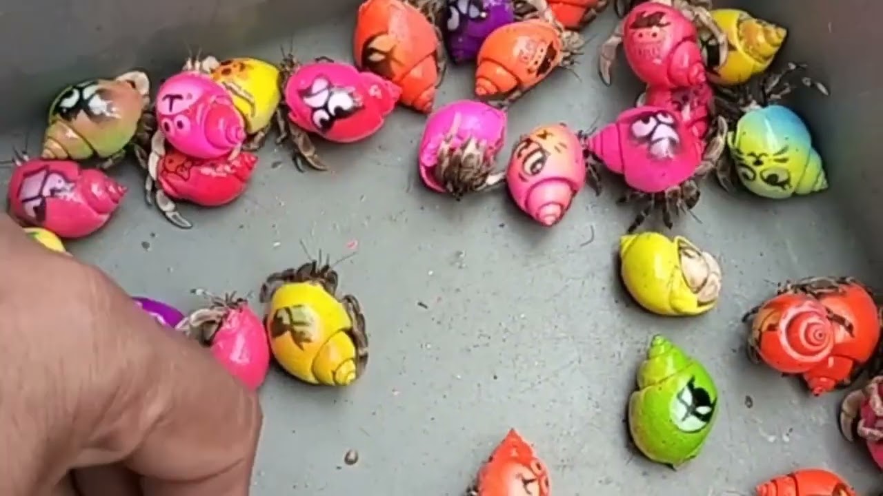MENYERAMKAN! Berburu keong mas, Kepiting, Siput Warna - Warni, (keong sawah) dirawa angker!  Eps.084