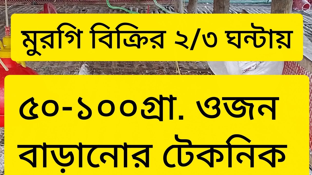 মুরগি বিক্রির ২/৩ ঘন্টায় ১০০ গ্রাম ওজন বাড়ানোর উপায় 