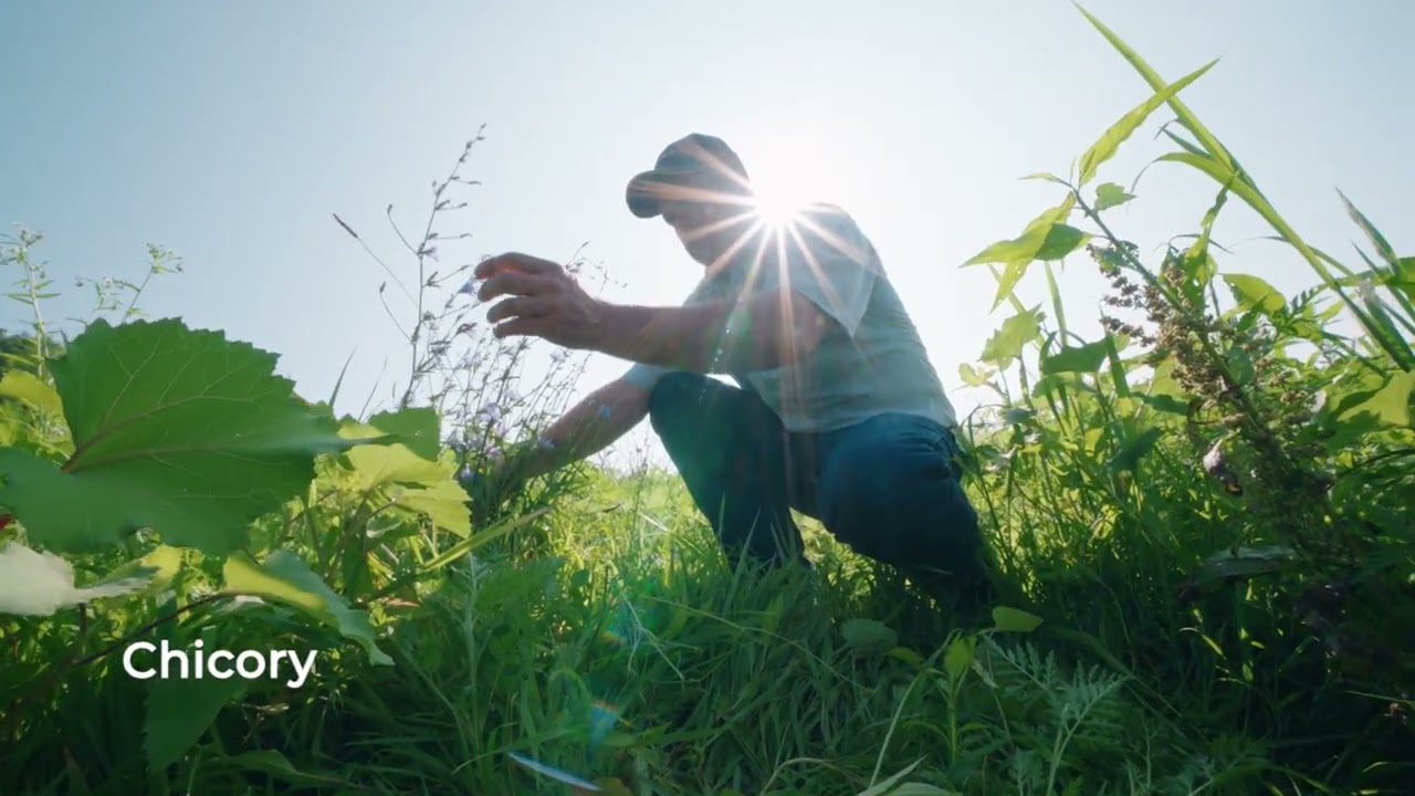Herbaceous Weeds: Identification & Control Methods