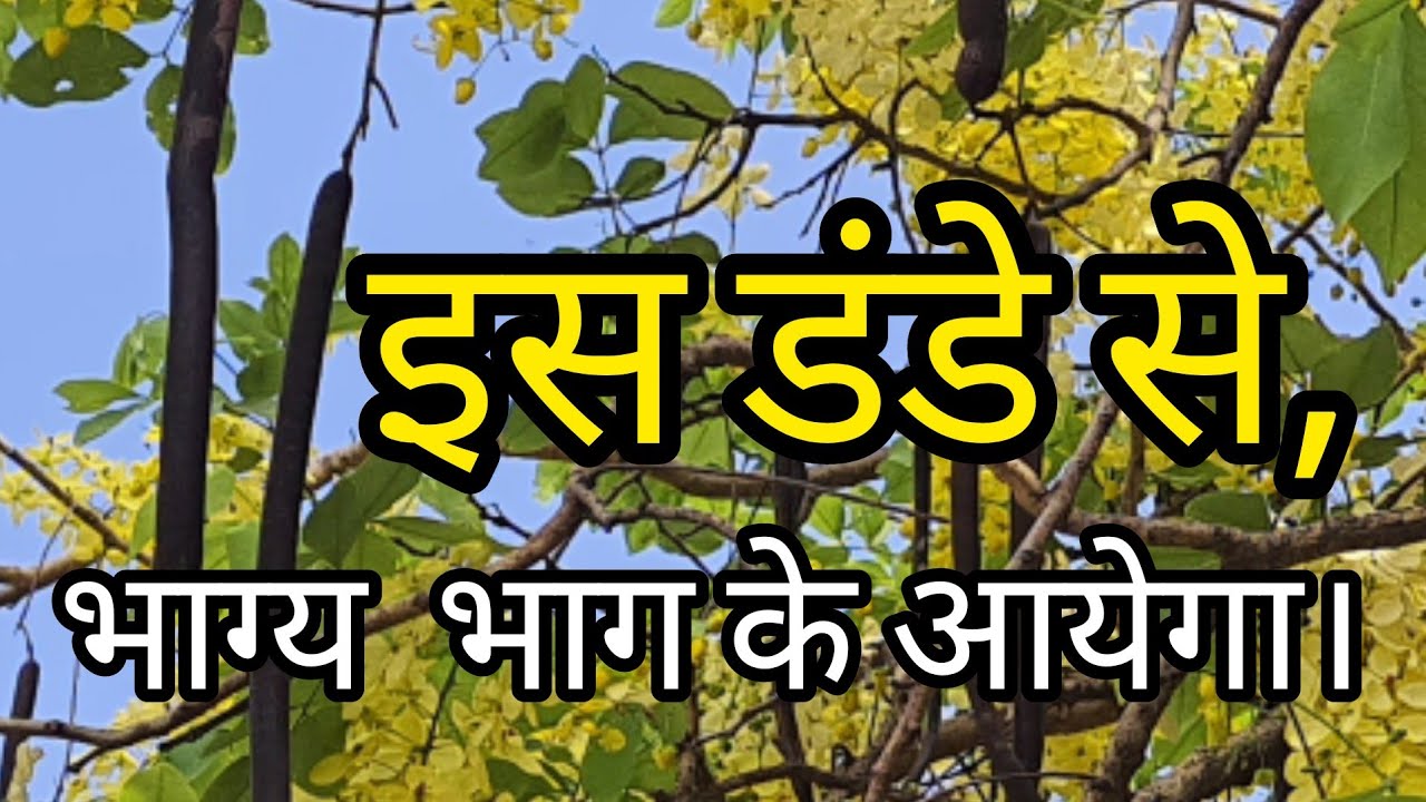 भाग्य  का डंडा- #अमलतास  के पास है क्या? #Amaltas  के फल,फूल का उपयोग। #गुरु ग्रह का उपाय ।