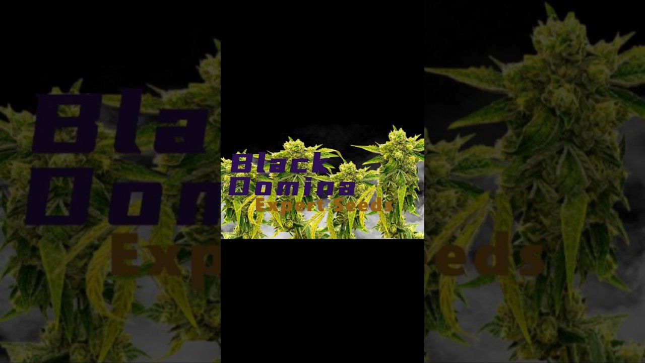 Seed To Harvest Black Domina by Expert Seeds Coming Soon #Autoflower #Cannabis #Getmorebudz