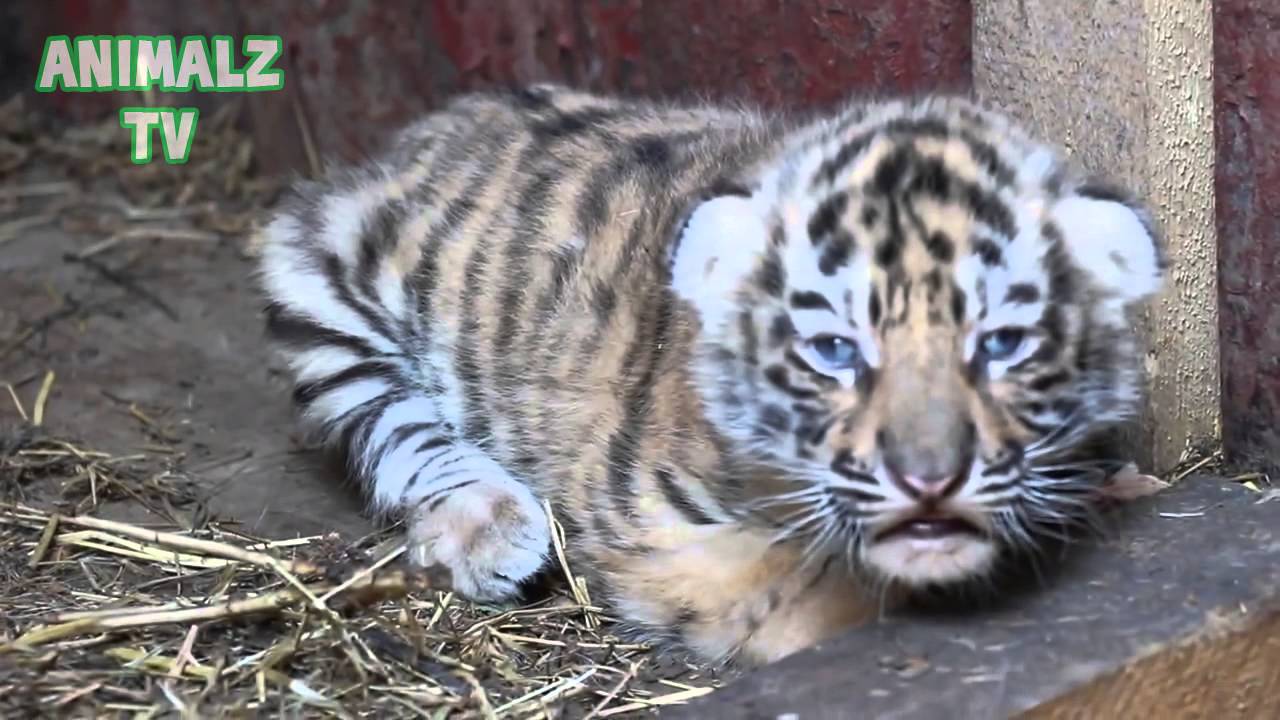 Cute Tiger Cubs - Cute Baby Animals [NEW HD VIDEO]