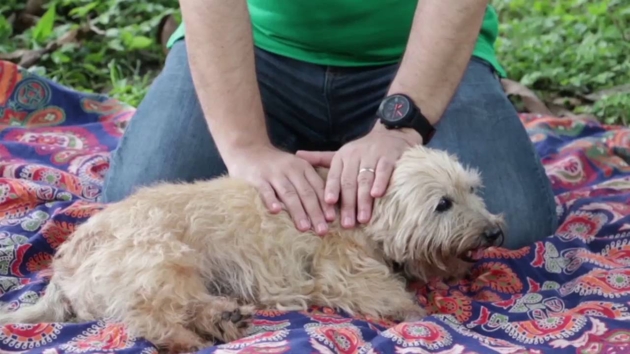 Cómo realizar Reiki en perros