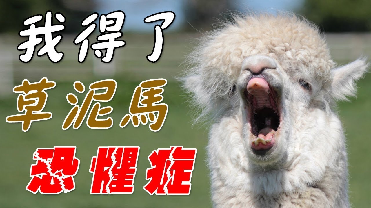 【草泥馬兄貴】我得了羊駝恐懼症!?｜Alpaca Evolution アルパカにいさん