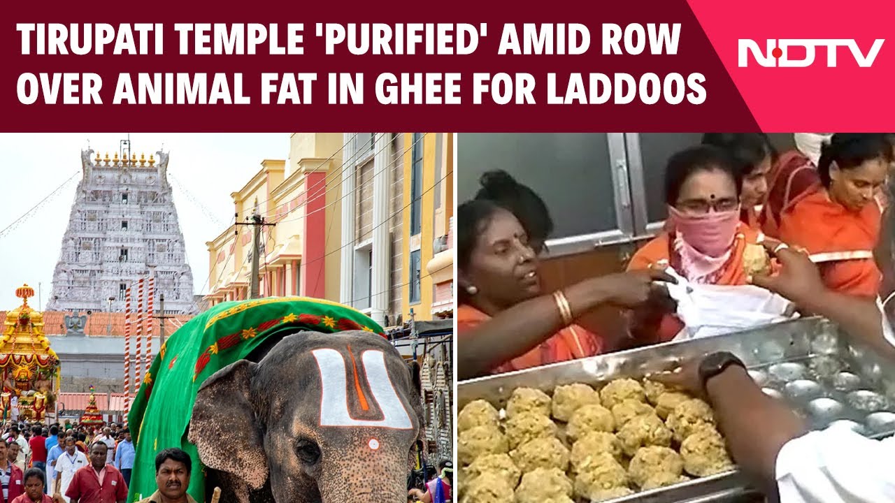 Tirupati Prasad Row | Tirupati Temple 'Purified' Amid Row Over Animal Fat In Ghee For Laddoos