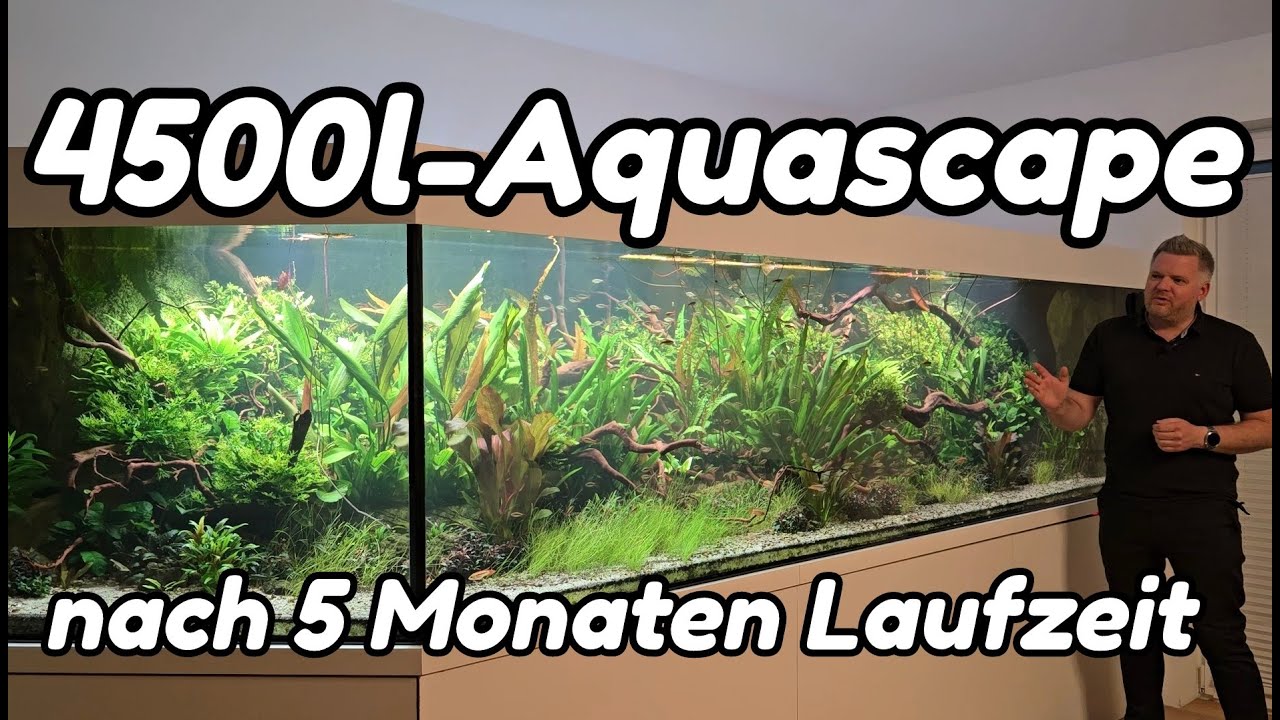 XXL-Aquascaping! Die Entwicklung nach 5 Monaten Laufzeit