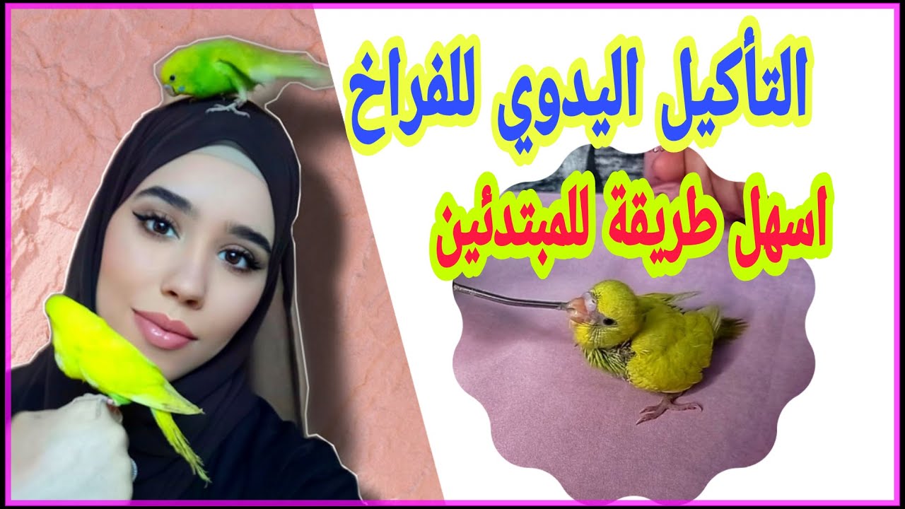 أسهل طريقة التأكيل اليدوي لفراخ طائر البادجي  بطريقة سهلة للمبتدئين