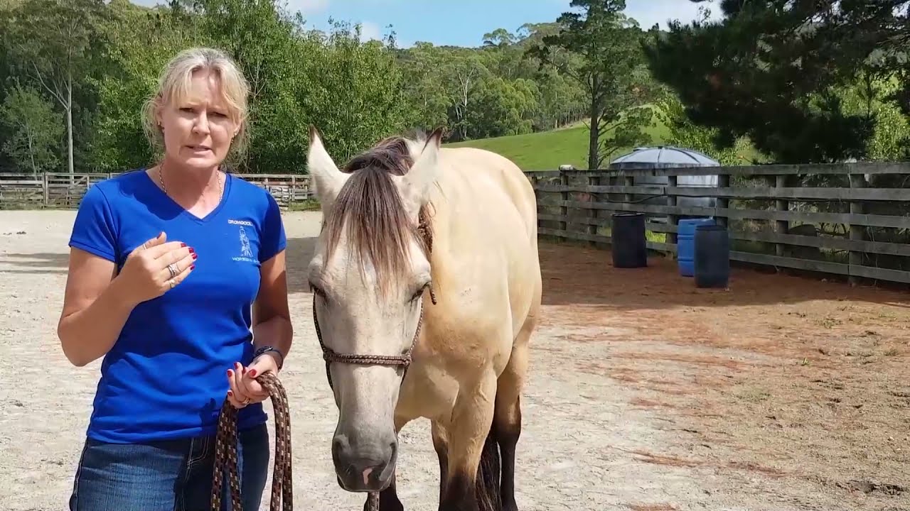 Horses laying their ears back at you - Top Tips Tuesday