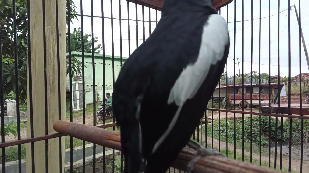 Sekalii Dengarrr Langsung Ikutt Nyauttt