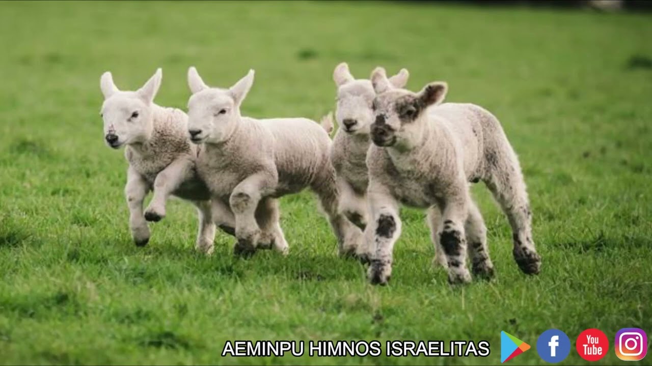 ALABAREMOS A JEHOVÁ.