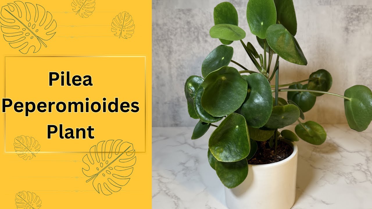 Pilea Peperomia Care - Chinese Money Plant