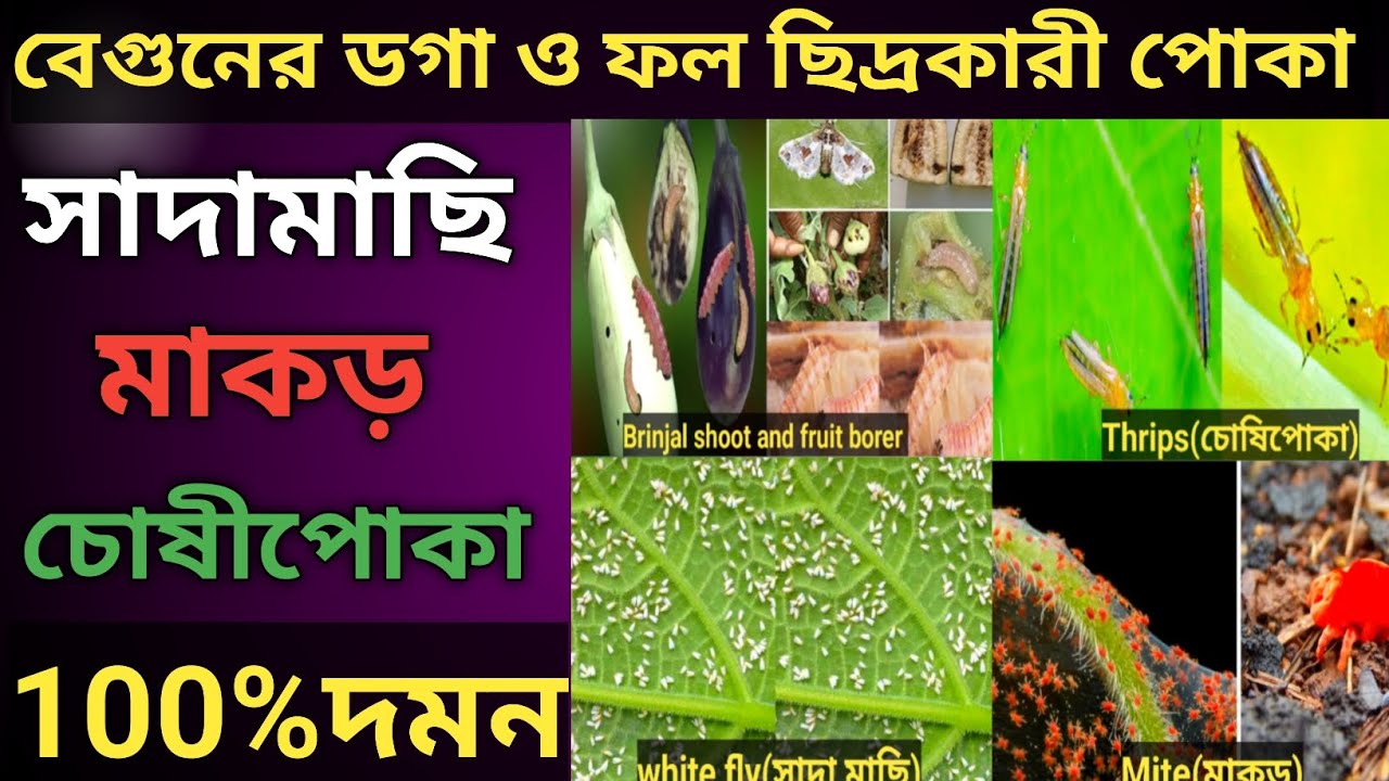 বেগুনের ডগা ও ফল ছিদ্রকারী পোকা, সাদামাছি, মাকড় দমন করার একমাত্র উপায়//Brinjal Best Insecticide 💯