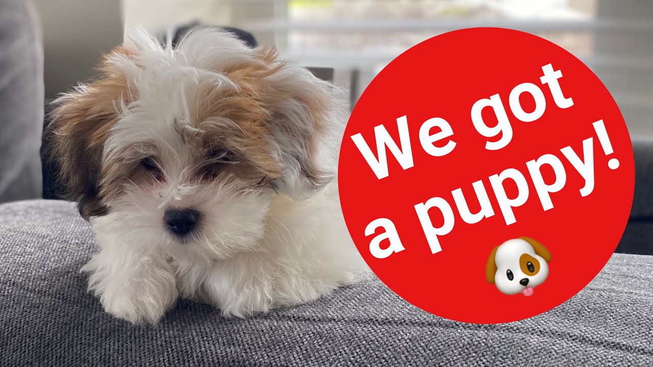 We got a puppy! Lhasa Apso-10weeks
