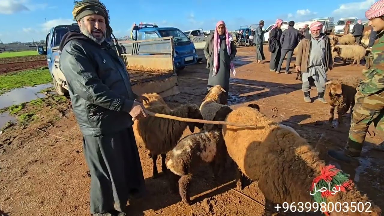 جوله جديده في اسواق ادلب معره مصرين 3\2\2026حركه السوق وأسعار اللحم ولاعلاف والغنم المجنوي 