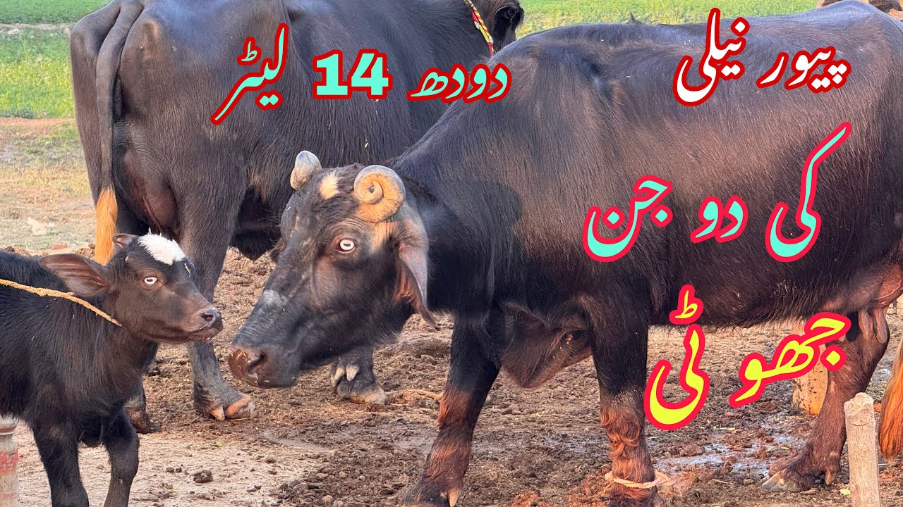 پیور نیلی کی دو جن جھو ٹی دودھ 14 لیٹر pure Nilli high milking buffalo for sale in Punjab Pakistan o