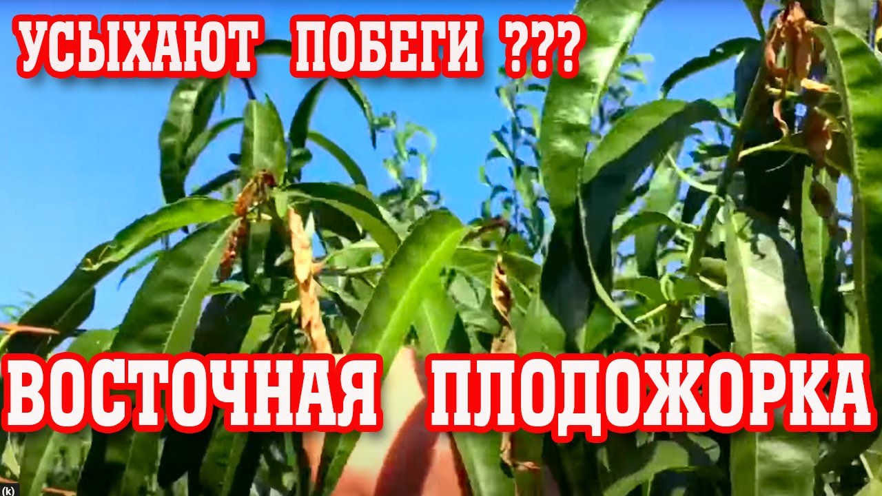 Засыхают верхушки побегов у персика/ЧТО ДЕЛАТЬ???
