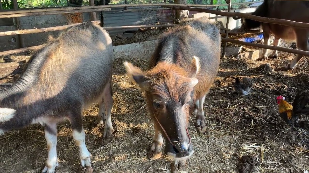 พาชมคอกควายป่าสน ควายไทยสายพัฒนา 