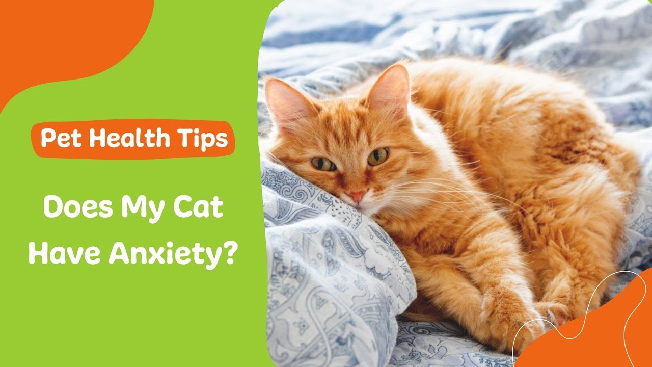 Does My Cat Have Anxiety?