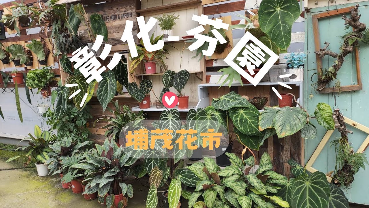 彰化芬園埔茂花市/彰化不是只有田尾可以買花，這裡也很厲害/彰化花市/觀葉海棠的天堂/溫室觀葉/超多鹿角蕨選不完/空氣鳳梨超可愛/重點是價格有夠便宜的......#觀葉 #多肉 #植物 #花市