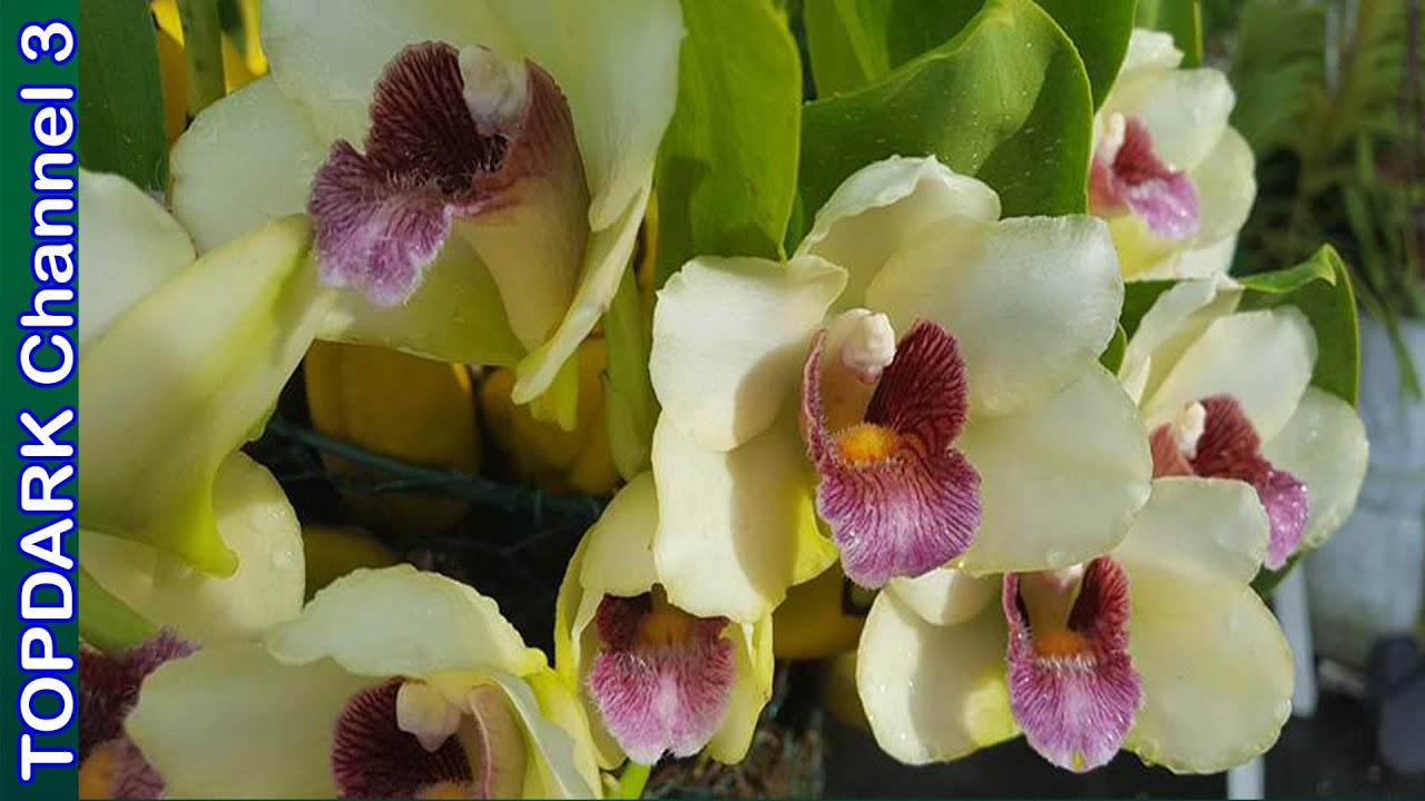 17 Lindas Variedades de Bifrenaria