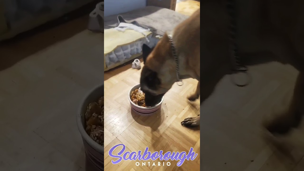 Feeding Time! 