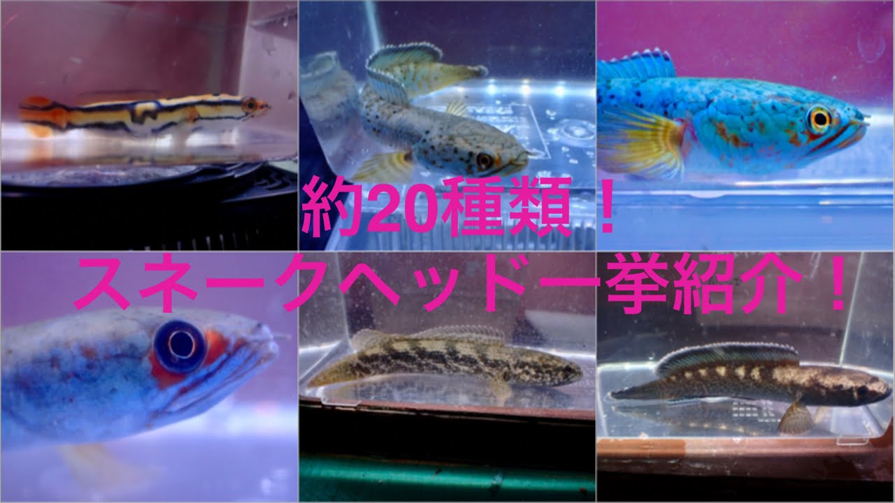 約20種類のスネークヘッドを一挙大紹介！定番レインボースネークヘッドや激レアチャンナブルマニカ、大人気チャンナアリストネイなどなど！！
