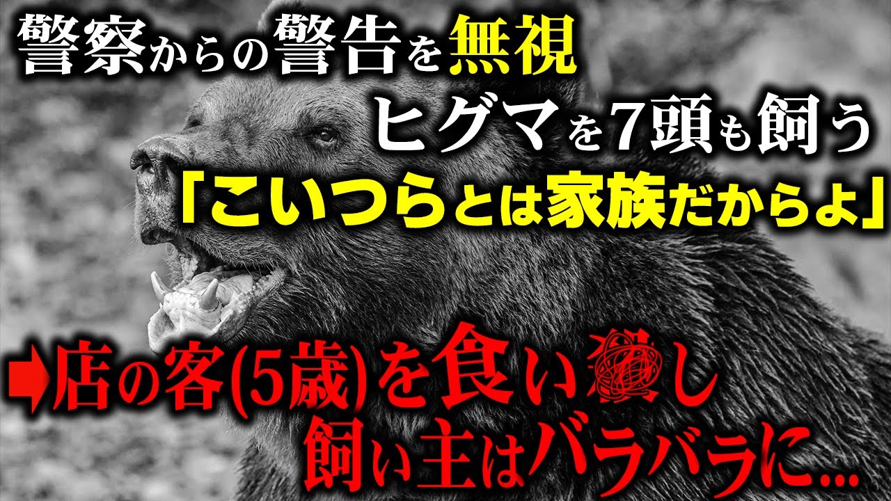 【1969年北海道】警察からの警告を無視し続けた土産物屋の店主。7頭も飼っていたヒグマは腹を減らし客の5歳児を食い荒らし、飼い主にまで...【土産物店飼育ヒグマ男児殺害事件 弟子屈事件】