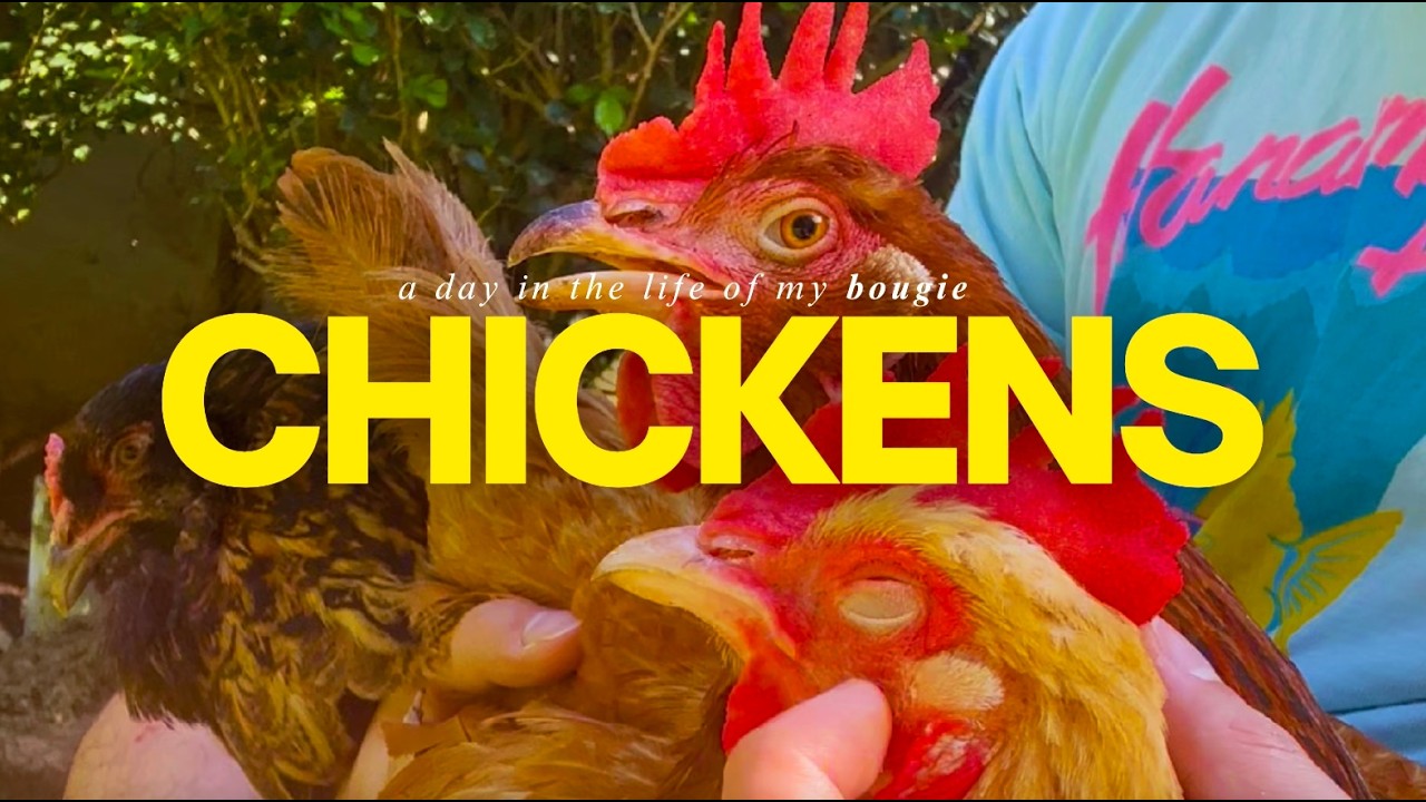 CUTER THAN CATS?! 🐔💕 A day in the life of my BOUGIE CHICKENS