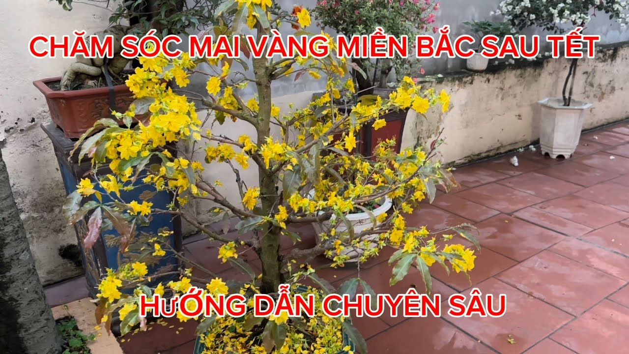 CHĂM SÓC MAI VÀNG MIỀN BẮC SAU TẾT - CHIA SẺ CHUYÊN SÂU