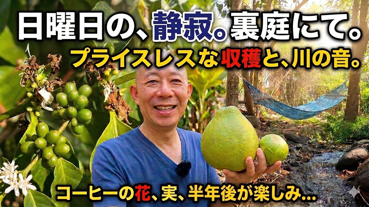 川の音と巨大ソムオーとマナオ収穫。コーヒーの花咲く、日曜日のプライスレスな静寂。[五十代タイ移住]