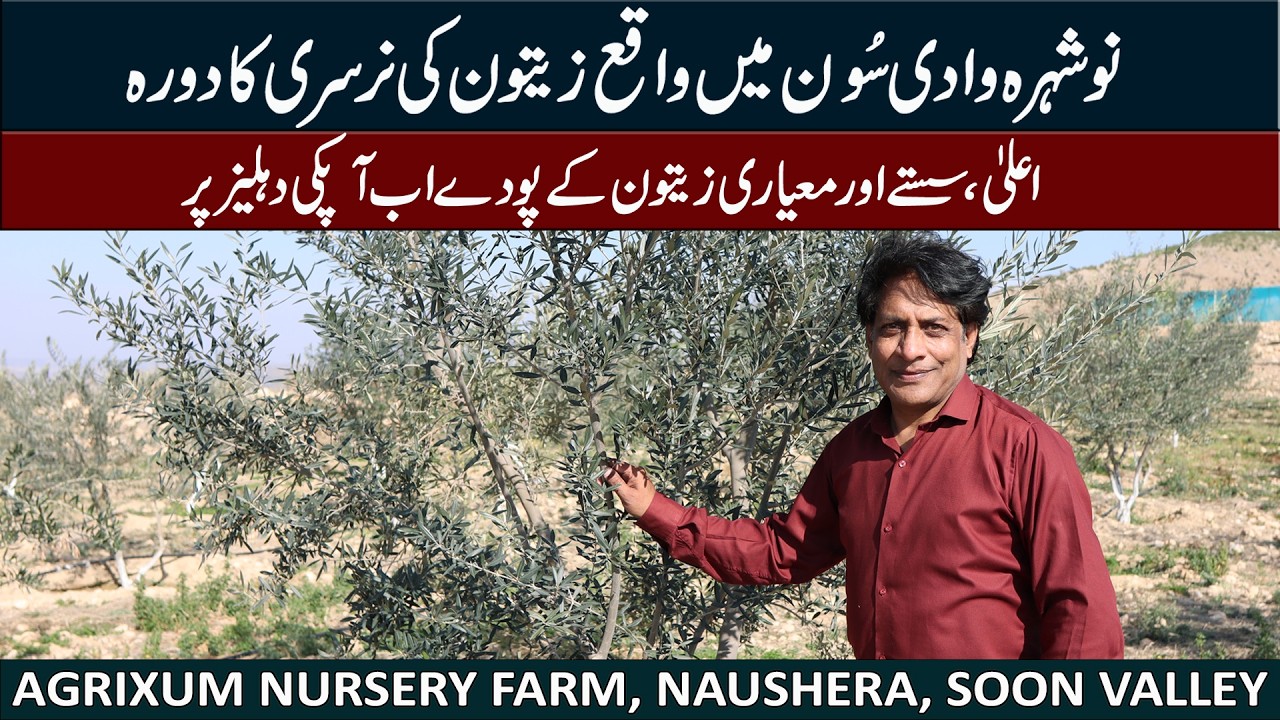 How Olive Plants Are Prepared in Nurseries | Pakistan Olive Mission