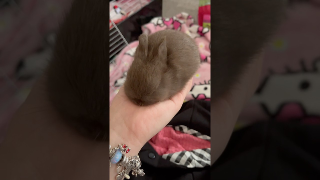 Feeding a baby bunny🤎#bunnies#babybunny#animallover#bunnyshorts#netherlanddwarf#bunny#petbunny#pets