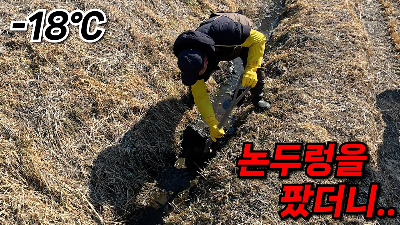 한겨울에도 얼지 않는 논두렁을 파보았더니 깜짝 놀랐습니다! 이렇게 잘 나오다니..ㄷㄷ